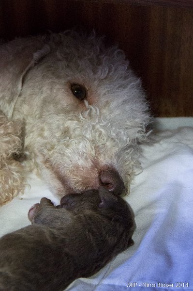 2014-02-05 Welpen Svet & Ruby-1453.jpg - Day 3